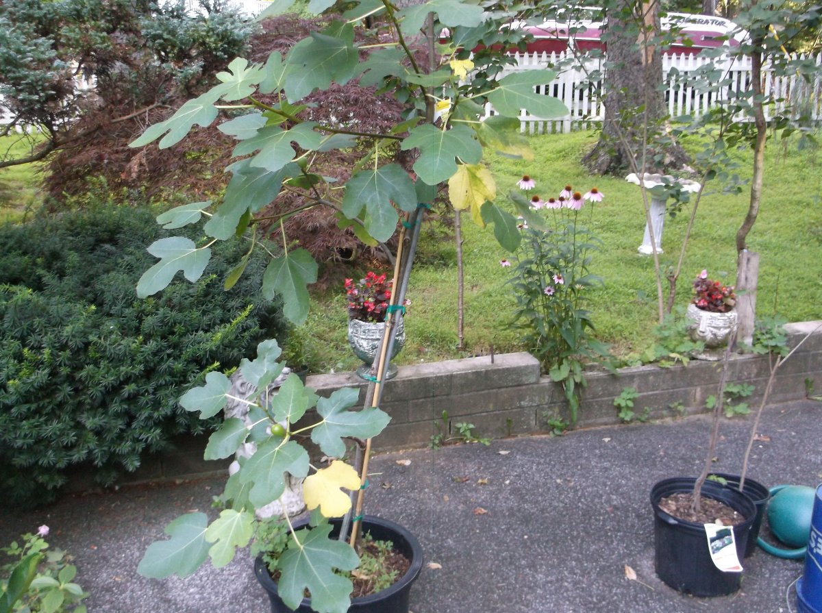 Fig Tree Leaves Turning Yellow