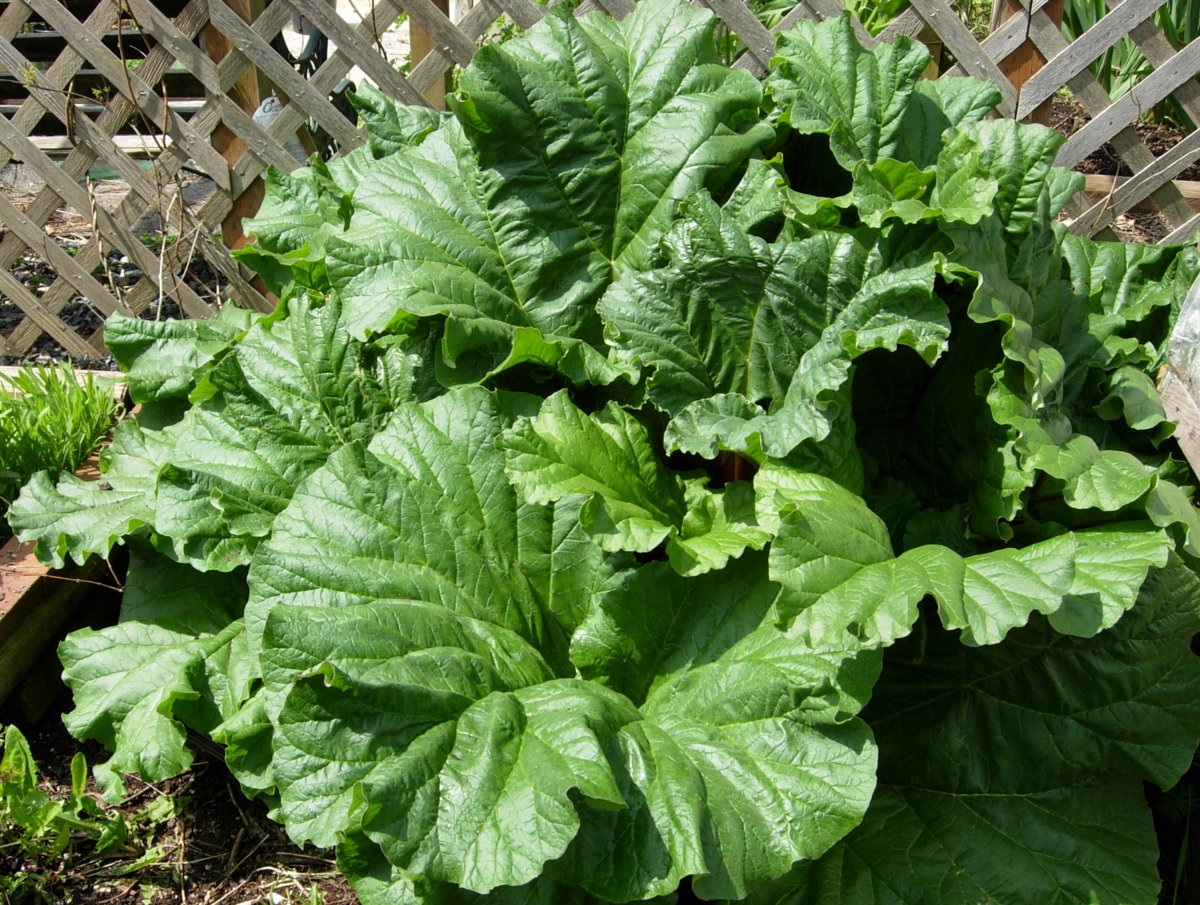 What does rhubarb taste like? Page 4 TheEasyGarden Easy, Fun