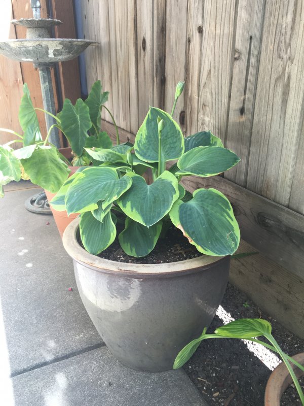 Growing grass under oak trees??? TheEasyGarden Easy, Fun