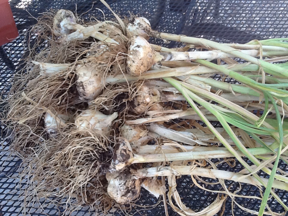 Today's garlic harvest TheEasyGarden Easy, Fun, & Fulfilling Gardening