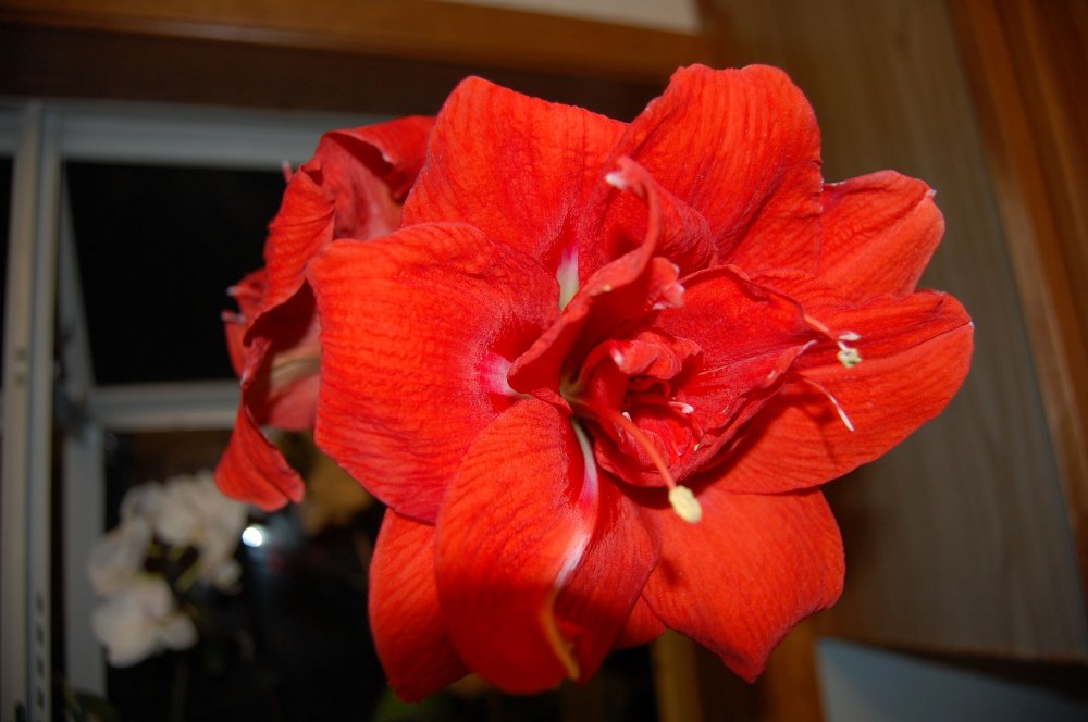 My own amaryllis cross Page 4 TheEasyGarden Easy, Fun