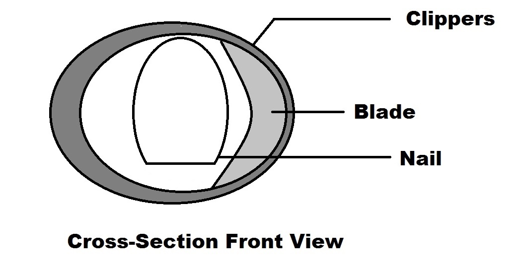 27 How To Keep Rabbits Nails Short Without Cutting 12/2023 Ôn Thi HSG