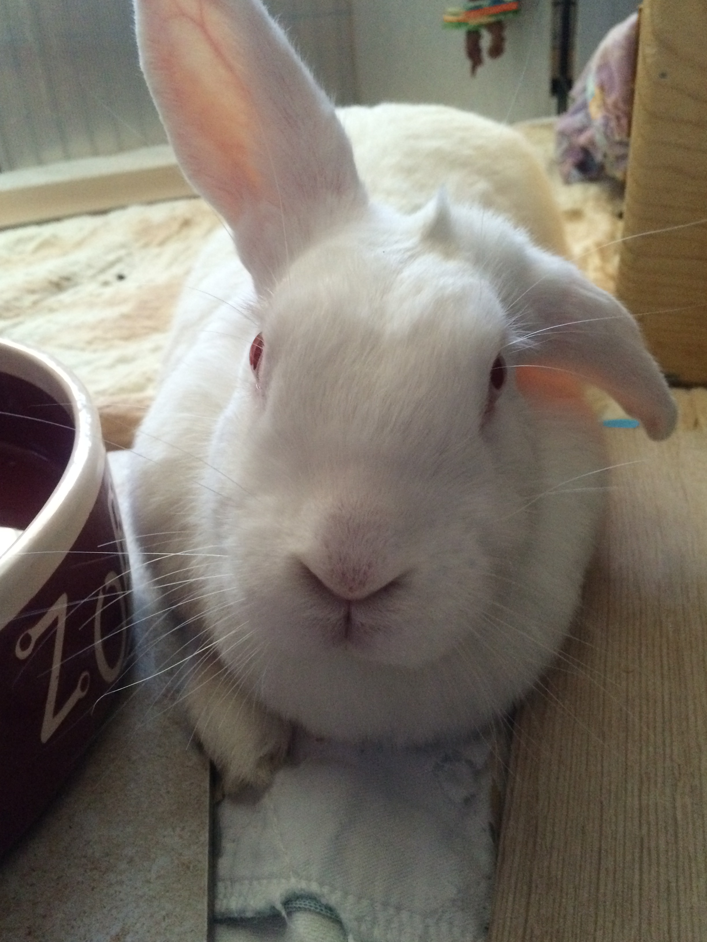 Litter box Training Rabbits