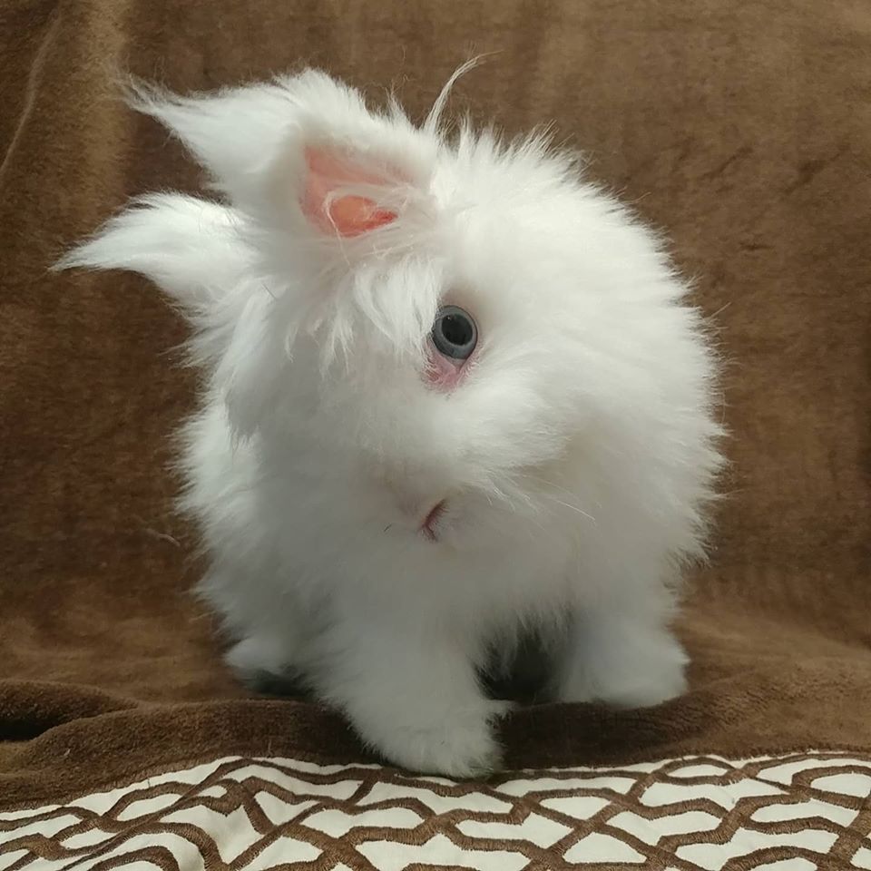 Caring for Head Tilt Rabbits