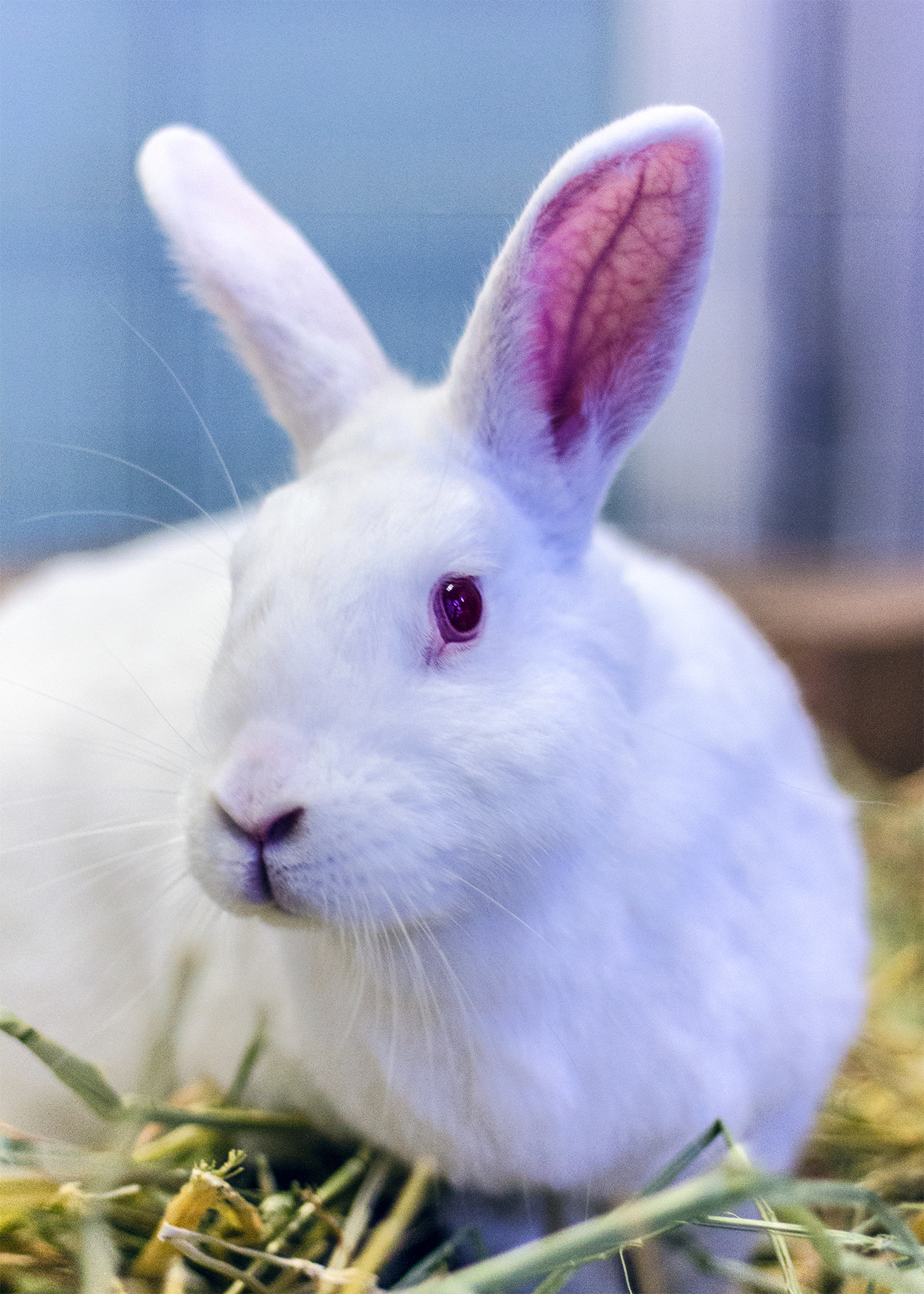 Shopping Rabbit Supplies