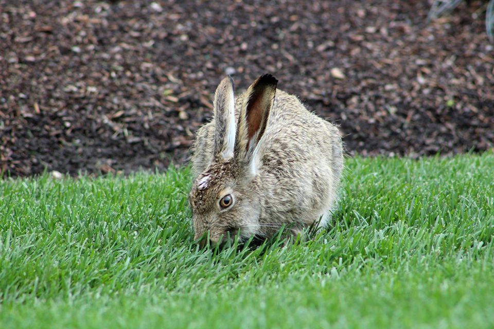 Rabbit Hemorrhagic Disease