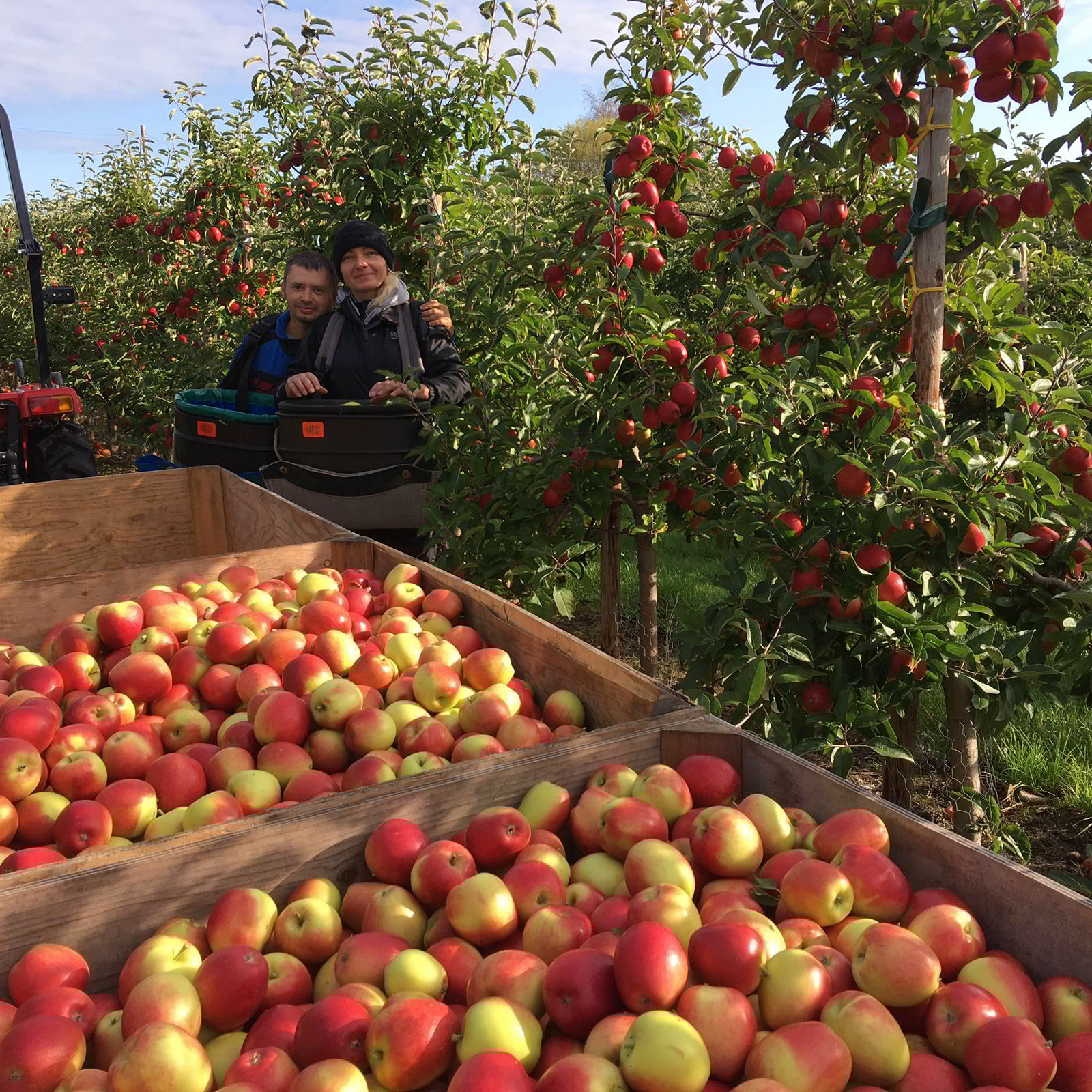 The English Apple Man, informing consumers about how the apples they