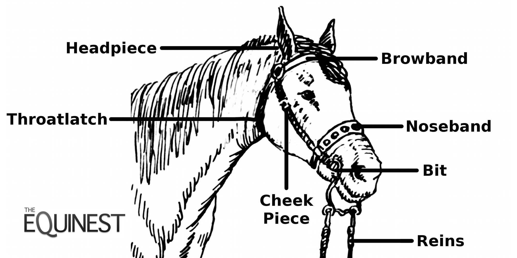 Horse Bridle Terminology | The Equinest