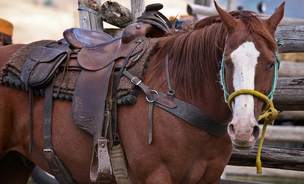 Saddles Around The World The Equinest