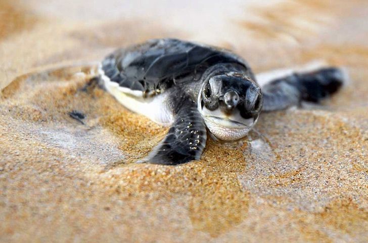 10 Interesting Facts About Turtles The Fact Site