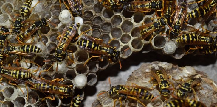 Bees Vs Wasps The 4 Main Differences The Fact Site