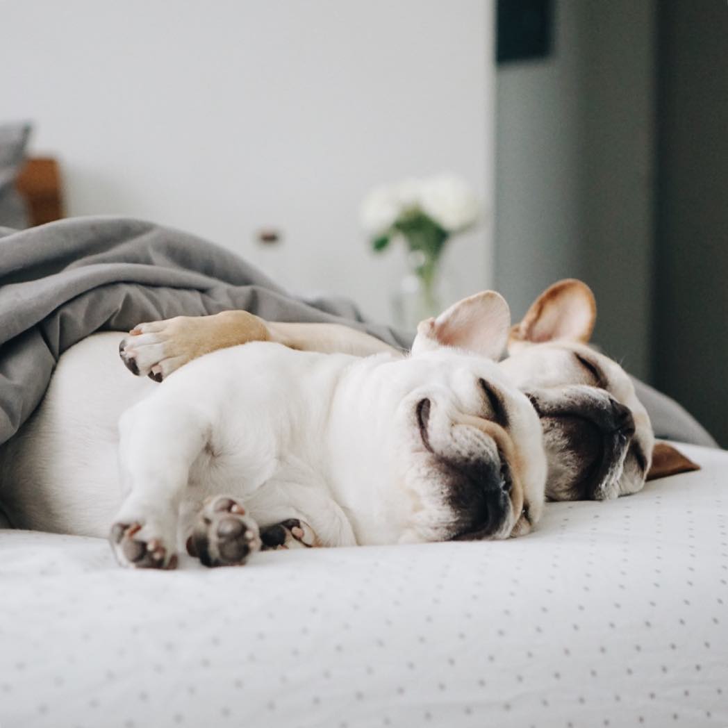 How Much Sleep Does Your Dog Really Need? The Farmer's Dog