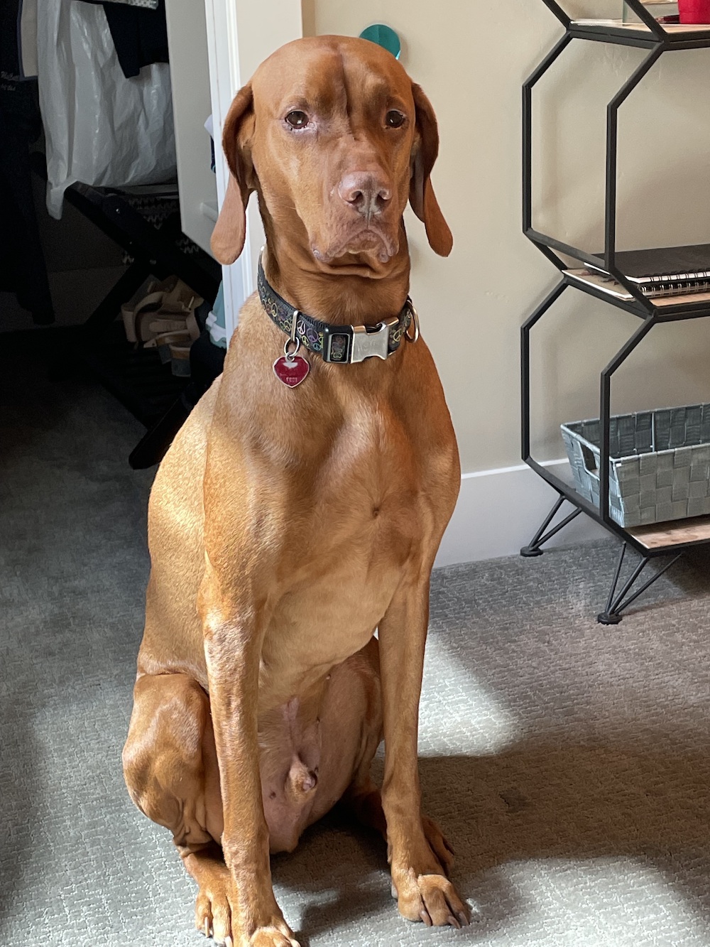 The Vizsla Guide Personality, History, Training, Food, and More The