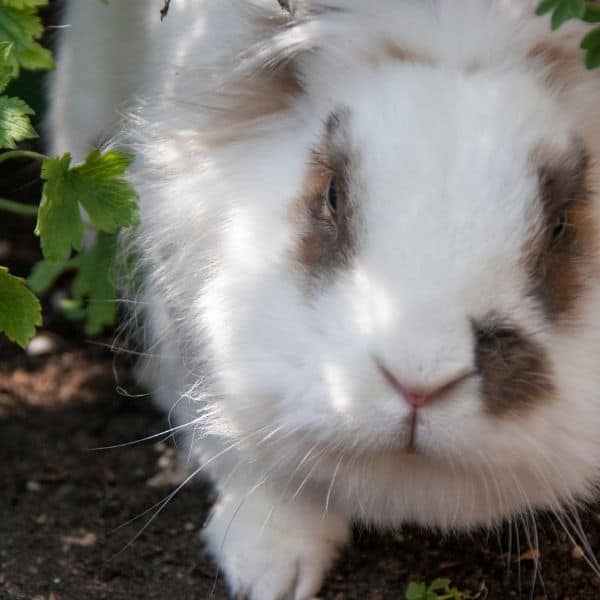 The Lionhead Rabbit How Big Do They Get? And FAQ Guide