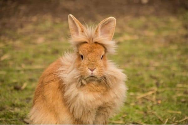 The Lionhead Rabbit: How Big Do They Get? And FAQ Guide