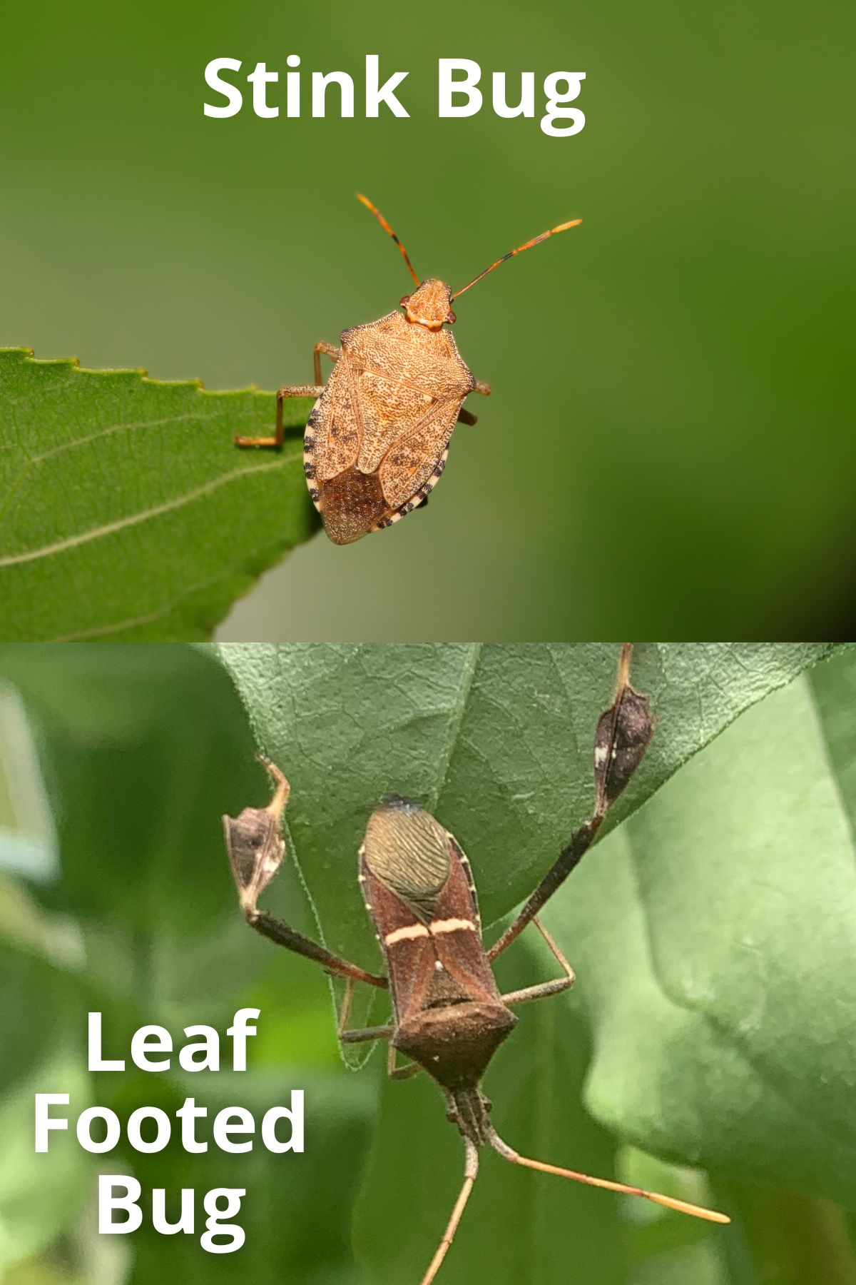 How To Get Rid Of Stink Bugs And Leaf Footed Bugs Naturally • The
