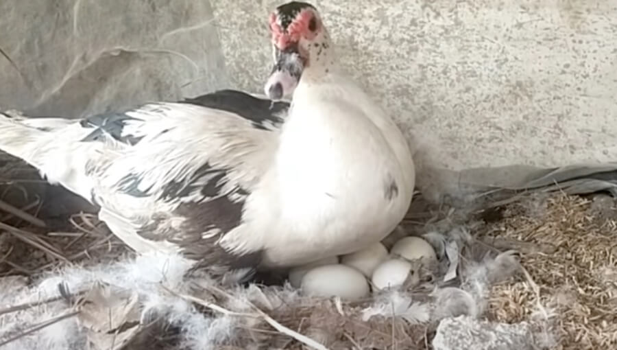 When Do Ducks Start Laying Eggs?