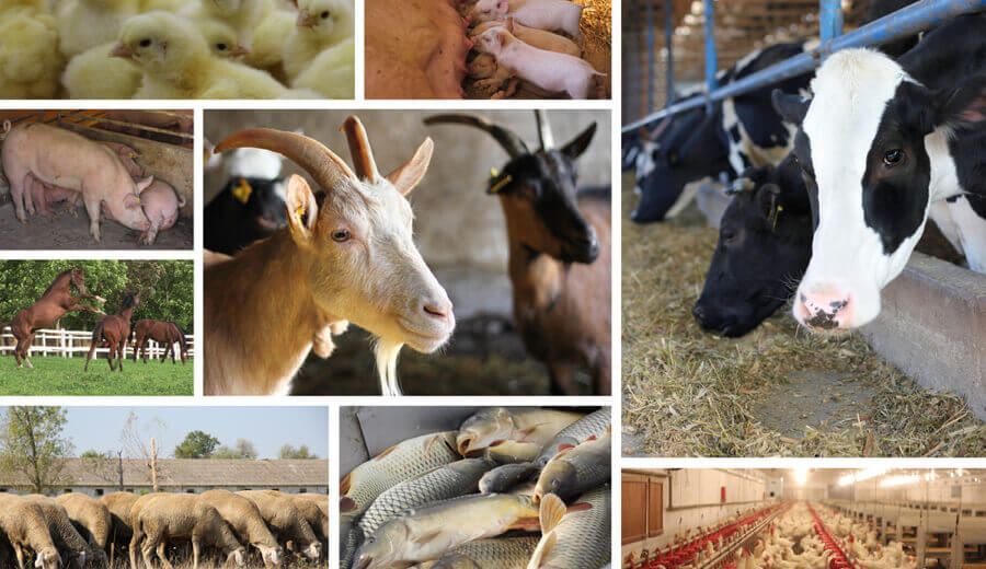 Most Profitable Farming Animals