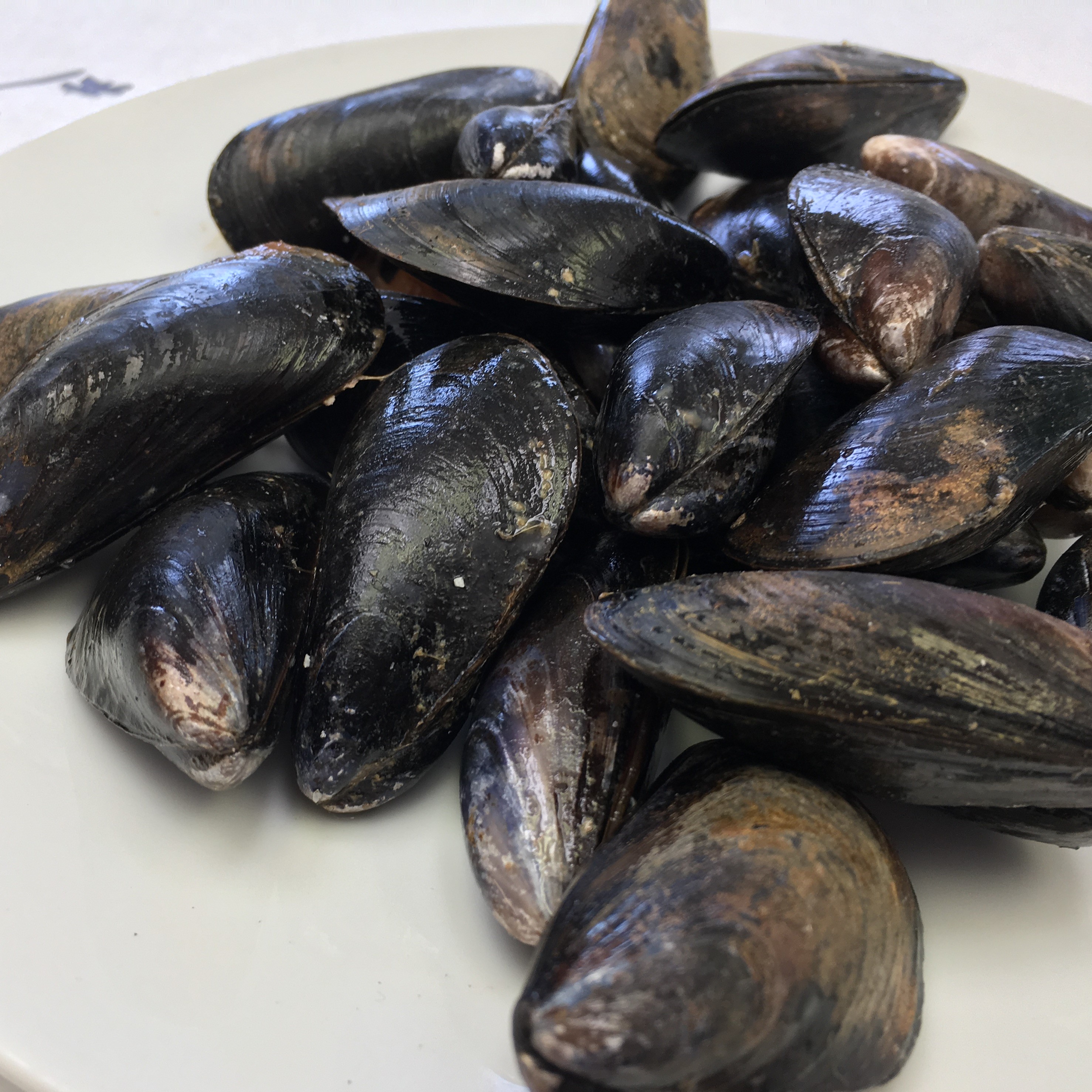 Mussels, 1 lb The Fish Monger's Wife
