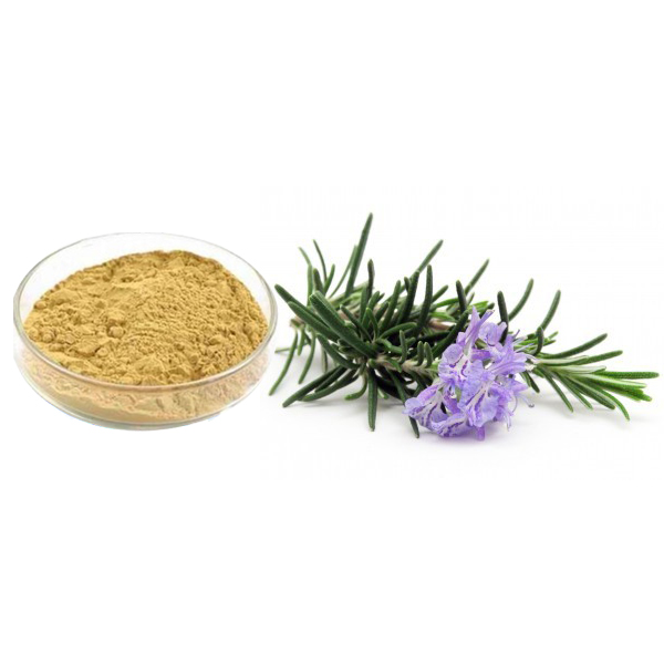 China Rosemary Extract Manufacturer and Supplier TopJoy