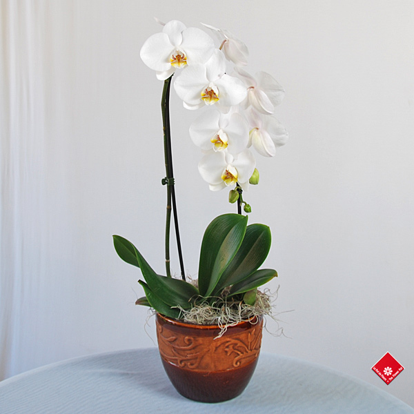 Phalaenopsis Orchid from Your Montreal Florist The Flower Pot