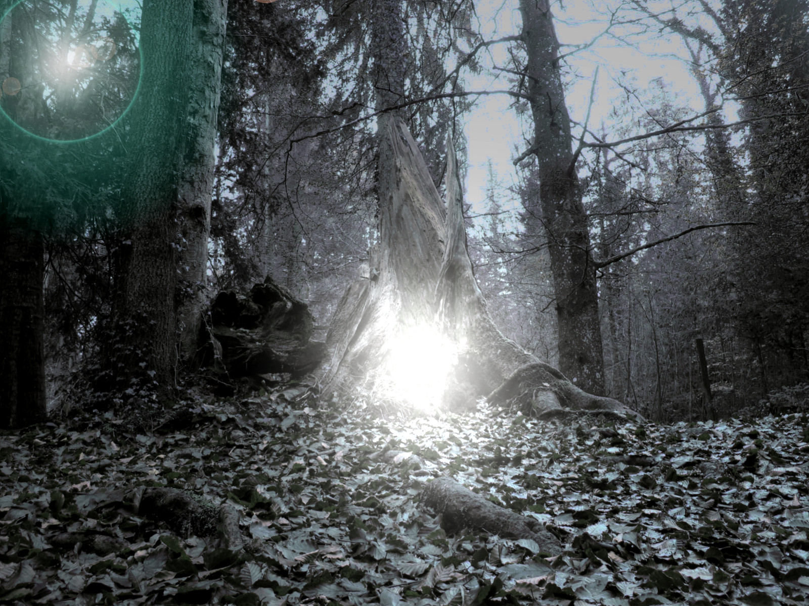 The Forest Deadlights The Forest Dark