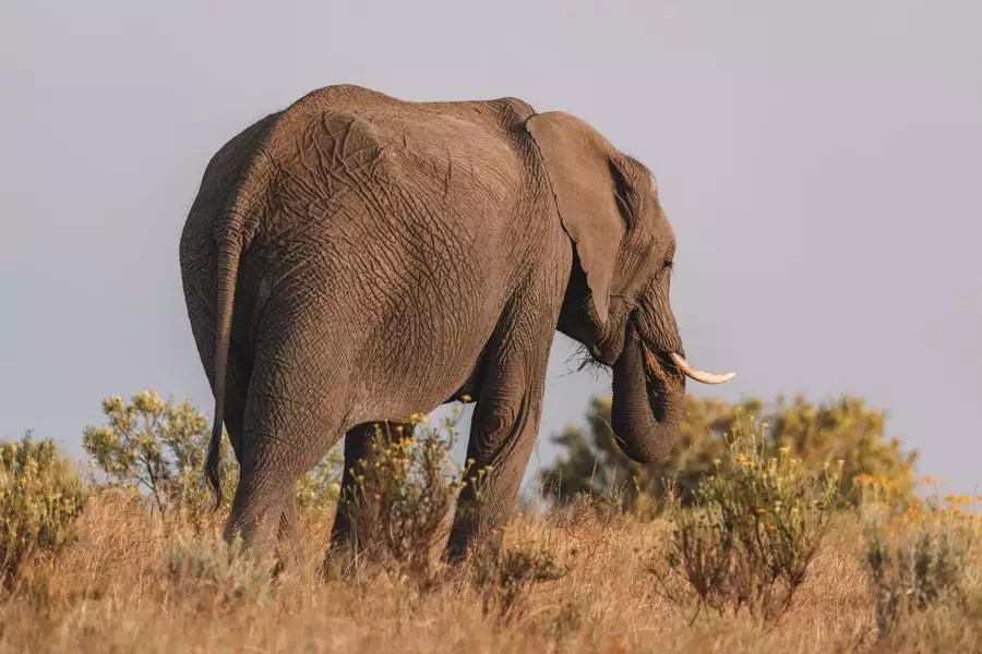 Do Elephant Tusks Grow Back? Get The Facts Here The Freeman Online