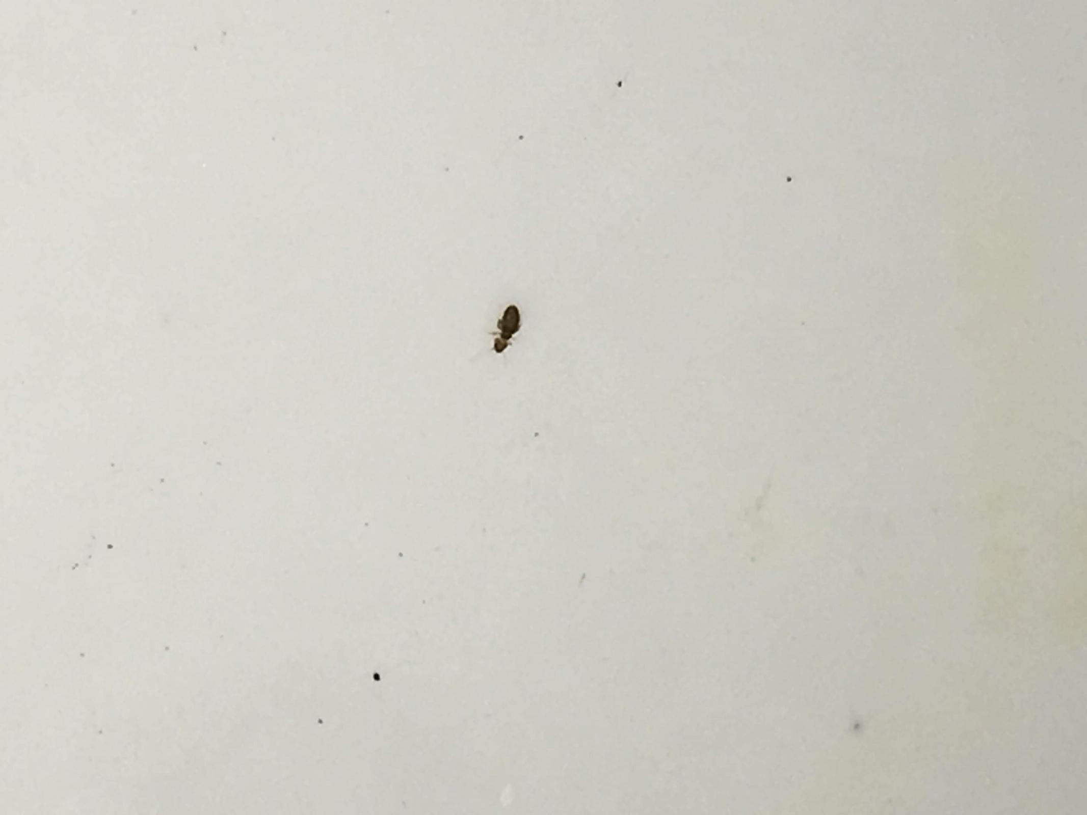 found small insects in my flour What to do? The Fresh Loaf