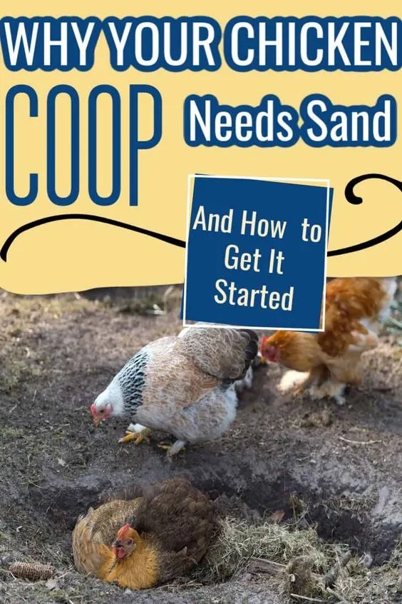 Why Sand is The Best Choice for Your Chicken Coop