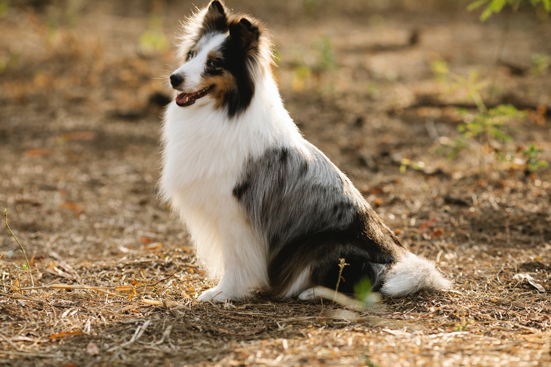 Why Won’t My Clippers Cut My Dog's Hair? [6 Reasons]