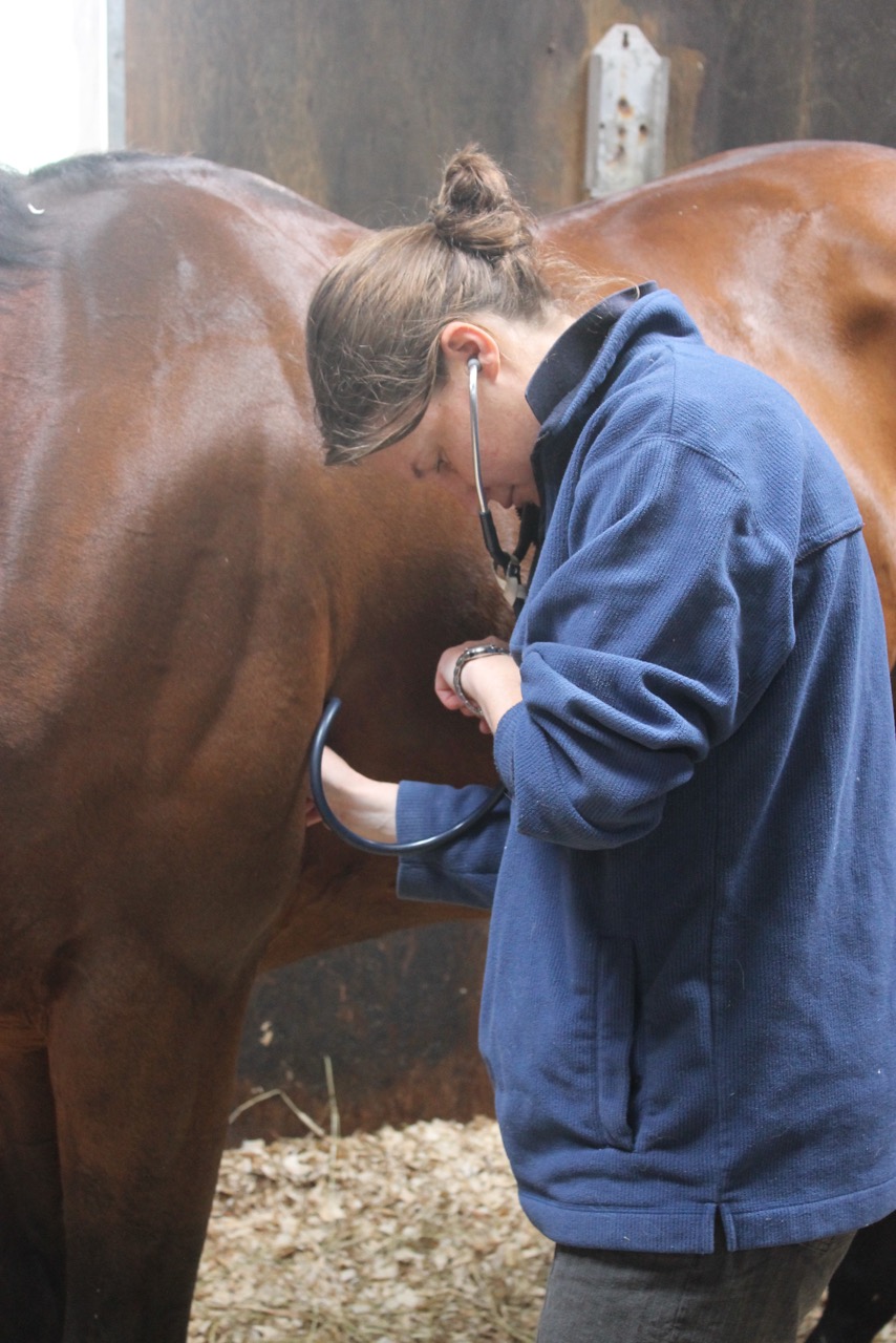 Always keep your horse insurance details to hand The Gaitpost