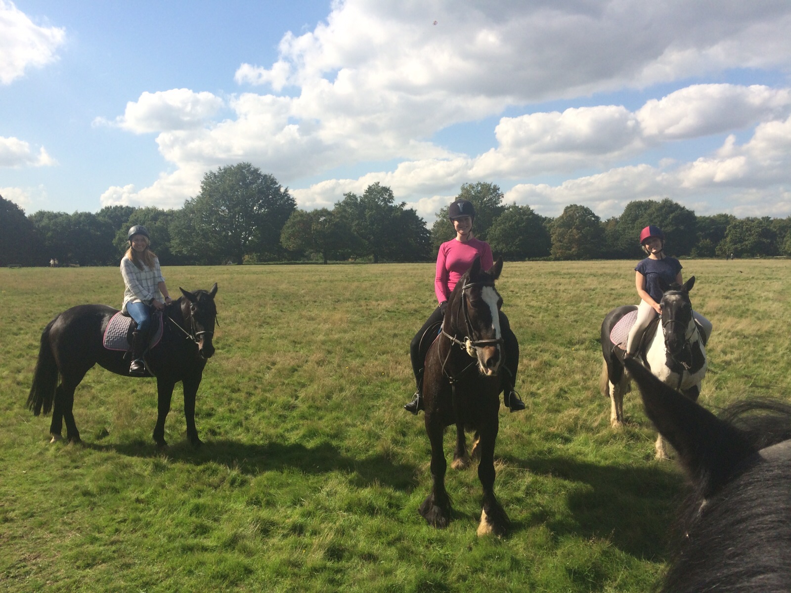 The Urban Equestrian Blogs The Gaitpost