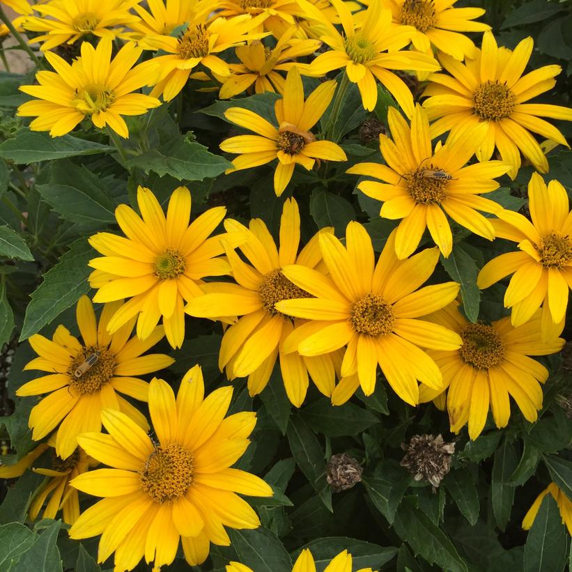 Heliopsis hybrid 'Tuscan Gold™' Tuscan Gold™ False Sunflower from
