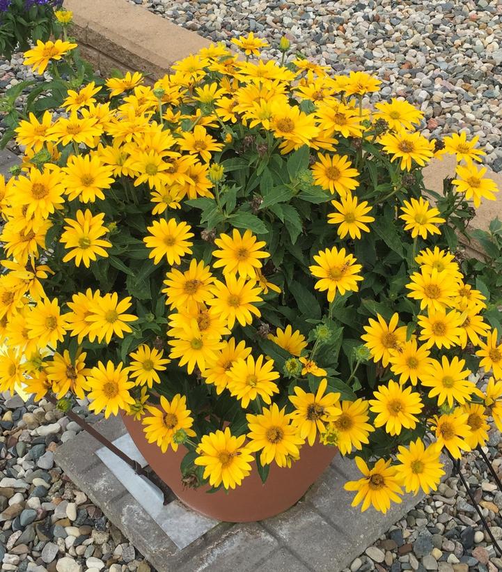Heliopsis hybrid 'Tuscan Gold™' Tuscan Gold™ False Sunflower from
