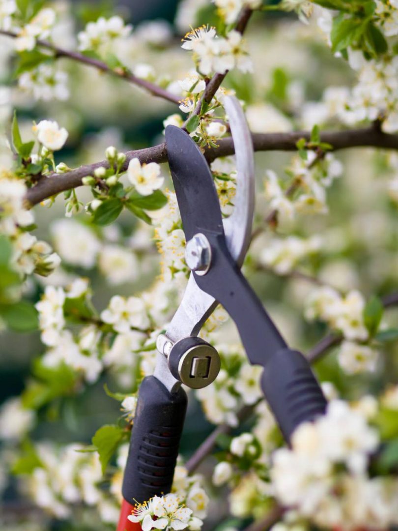 How To Prune Trees • When To Prune Trees • The Garden Glove
