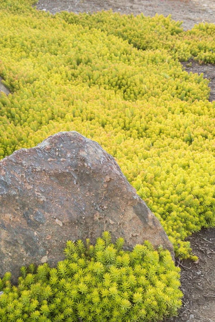 How to Grow & Care for Sedum Plants • The Garden Glove