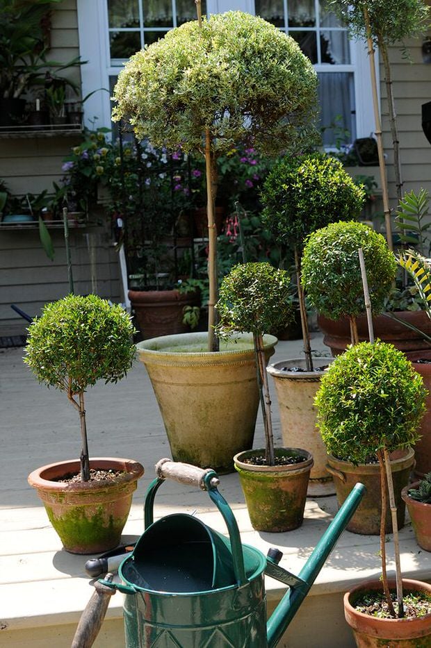 DIY Topiary Projects for the Garden • The Garden Glove