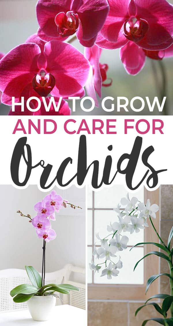 How to Grow & Care For Orchids Indoors • The Garden Glove