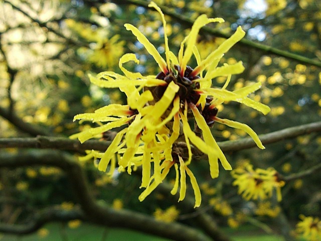 Chinese Witch Hazel (Hamamelis mollis) Garden Helper