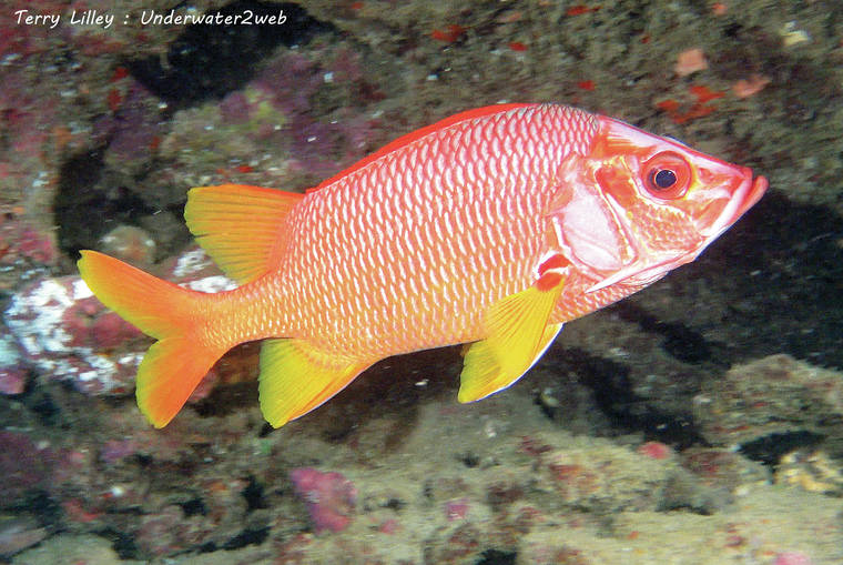 The crossword solver finds answers to classic. It is the most abundantly distributed of all species of gars. Meet ‘ala‘ihi kalaloa the longjaw squirrelfish The Garden Island