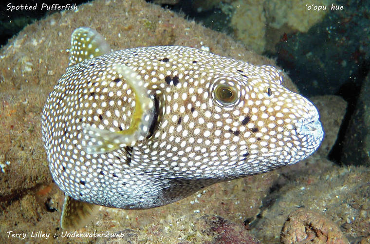 Hawaiian Puffer Fish Species Unique Fish Photo