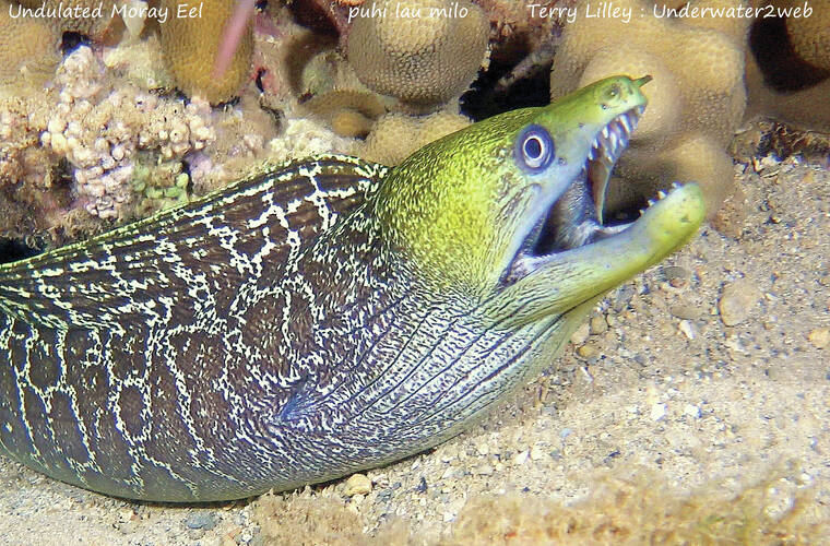 CRITTER Meet puhi lau milo the undulated moray eel The Garden Island