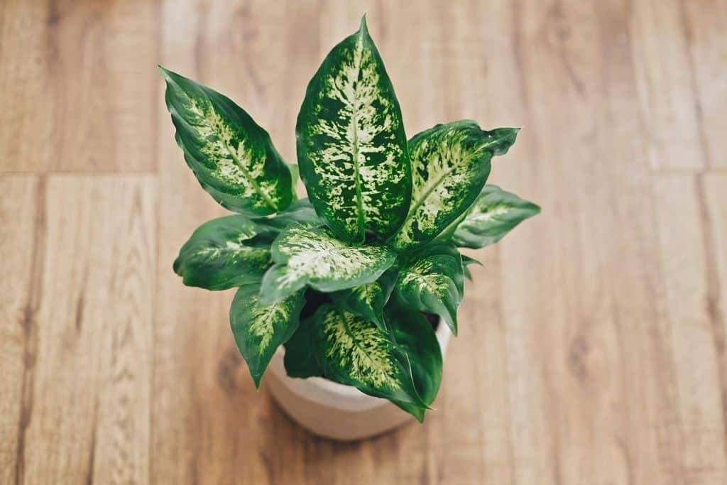 11 Indoor Plants That Don’t Need Drainage The Garden Prepper