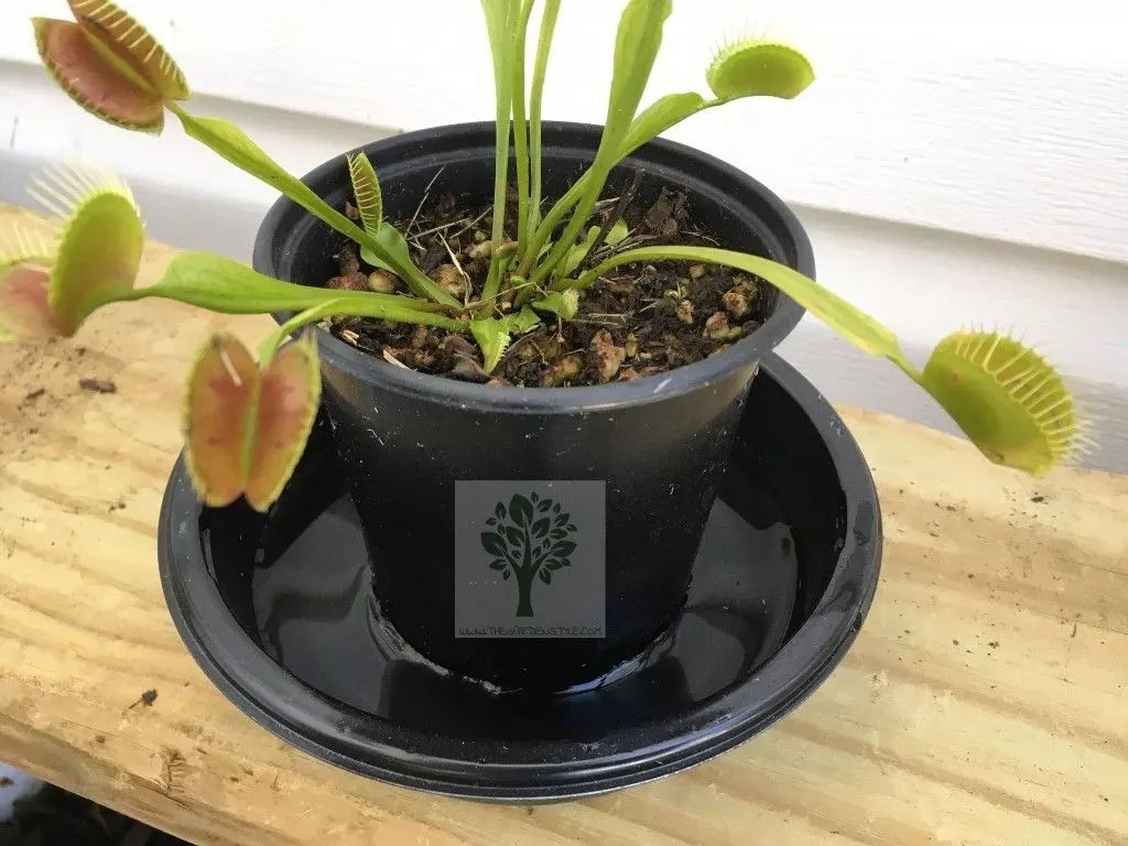 How to Take Care Venus Fly Trap Guide The Garden Style