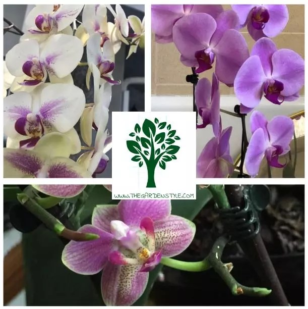 How to Fertilize Orchids Secrets, and Tips 【2024】The Garden Style