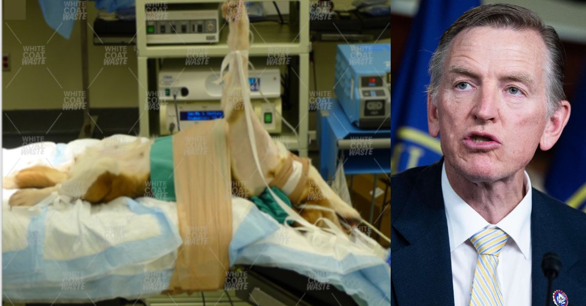GOP Congressman Calls for End to Cruel NIH Dog Testing Following More Abuse Allegations Against Fauci’s Beagle Breeder | The Gateway Pundit