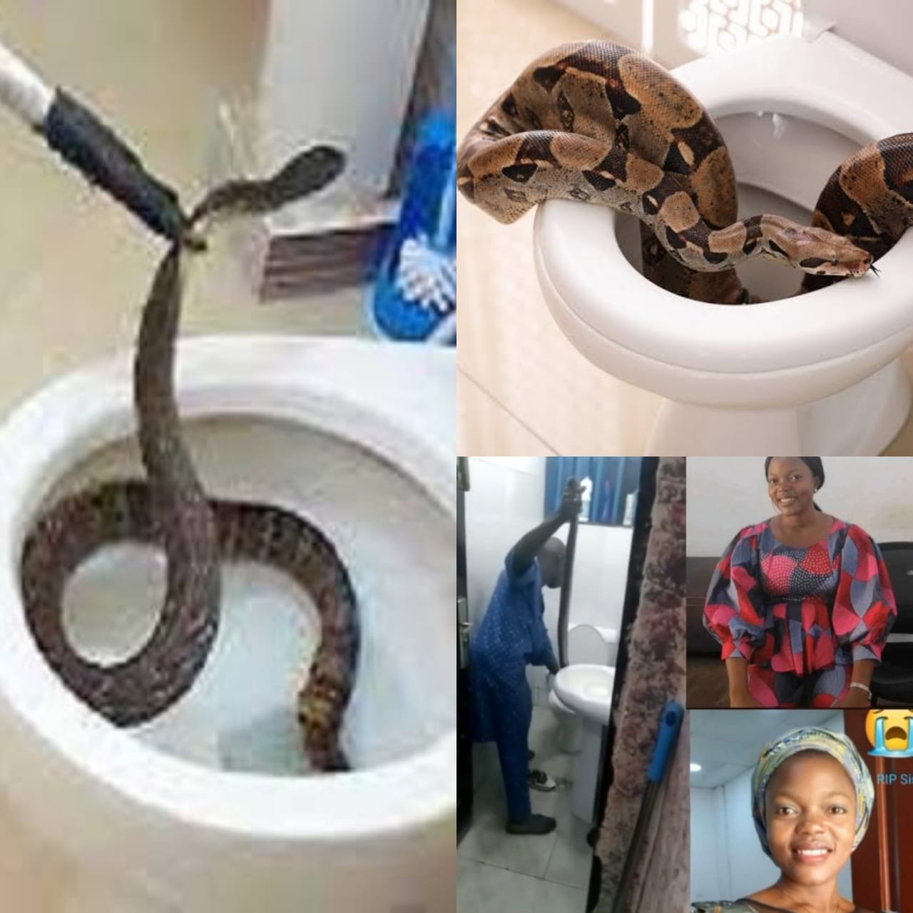 Effective Ways To Prevent Snakes From Your Toilet