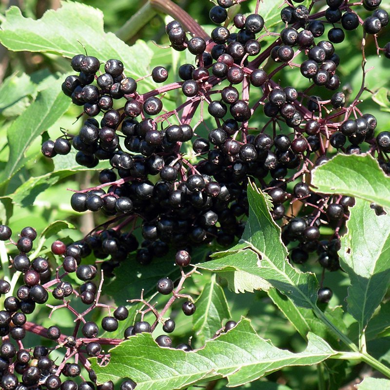 Elderberries The Gin Guild