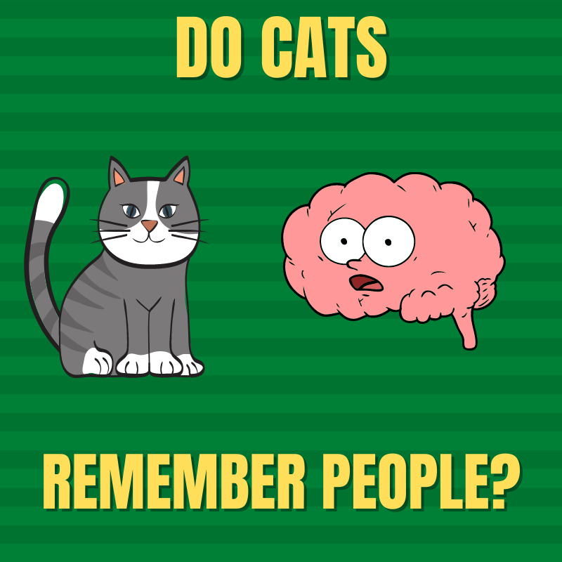 Do Cats Remember People? All About Cat's Memory