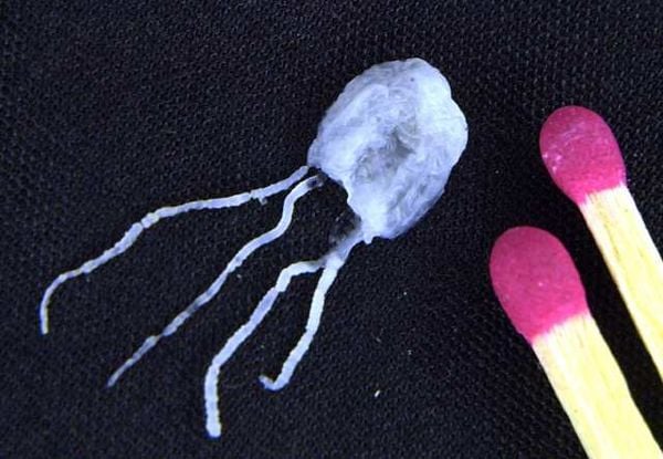 This Almost Invisible Creature is One of The Most Deadly The Glimpse